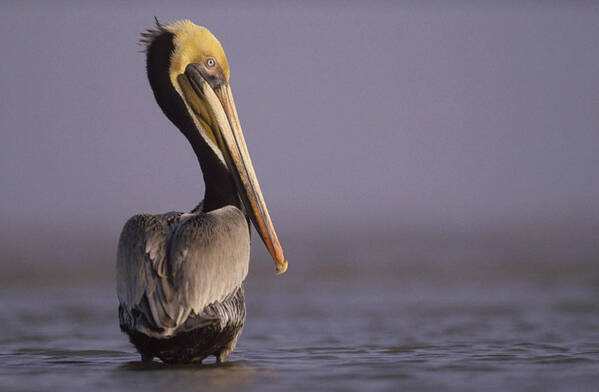 00170352 Poster featuring the photograph Brown Pelican Adult Portrait Texas by Tim Fitzharris