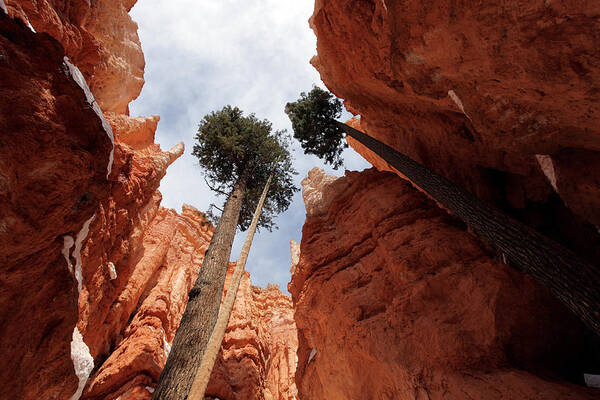 America Poster featuring the photograph Bryce Canyon Towering Hoodoos by Karen Lee Ensley