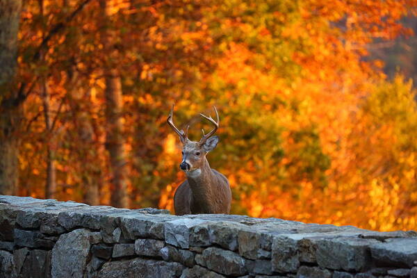 Metro Poster featuring the photograph Buck in the Fall 01 by Metro DC Photography