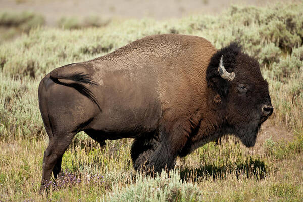 Bison American Bufffalo Bull Yellowstone Poster featuring the photograph Buffalo Bull by D Robert Franz