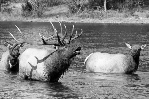 Elk Poster featuring the photograph Bugling Bull Elk and 2 Female Cows in Estes Lake CO BW by James BO Insogna