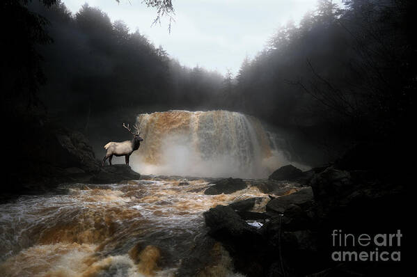 Blackwater Falls Elk Poster featuring the photograph Bull elk in front of waterfall by Dan Friend