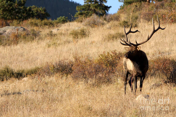 Rmnp Poster featuring the photograph Bull Elk Watching over herd by Marta Alfred
