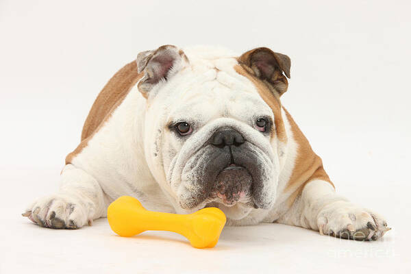 Dog Poster featuring the photograph Bulldog With Plastic Chew Toy by Mark Taylor