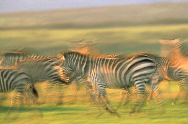 00173375 Poster featuring the photograph Burchells Zebra Group Running Kenya by Tim Fitzharris