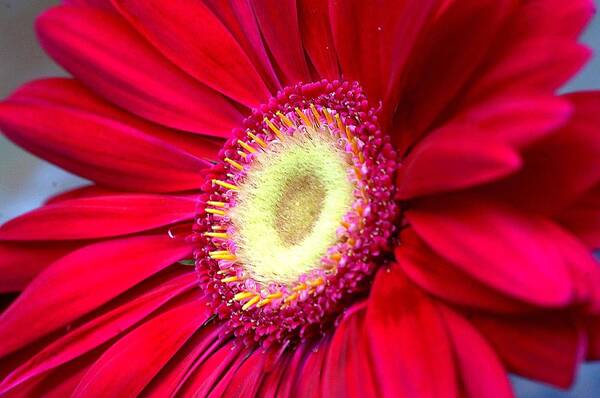   Gerbera Daisy Poster featuring the photograph Burst of Red by Diane Giurco