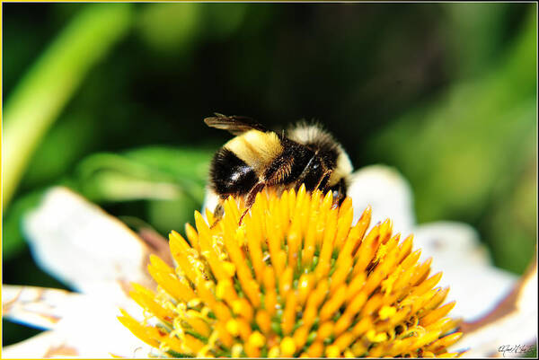  Poster featuring the photograph Busy Bee Collecting on ECHINACEA POW WOW by Michael Frank Jr