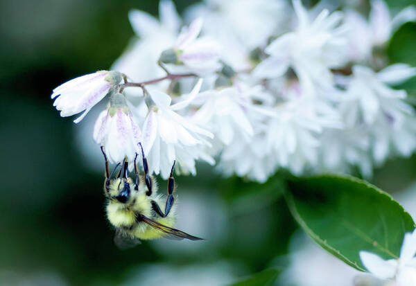 washington State Poster featuring the photograph Busy Bee by Dan McManus