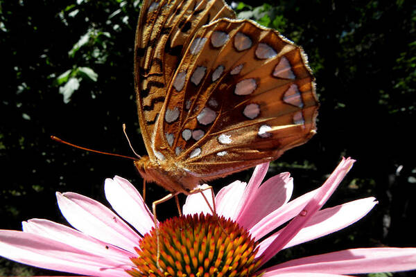 Butterfly Poster featuring the photograph Butterfly Love by Kim Galluzzo