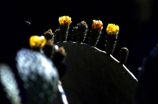 Bloom Poster featuring the photograph Cactus buds and insect by Emanuel Tanjala