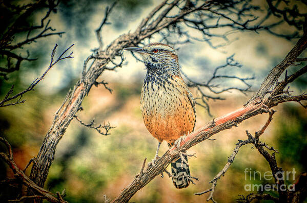 Bird Poster featuring the photograph Cactus Wren by Donna Greene