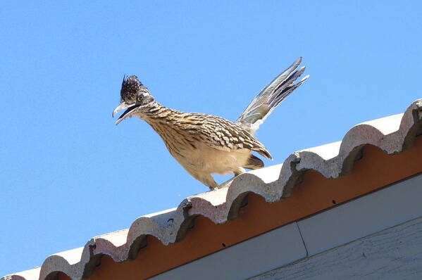 Roadrunner Poster featuring the photograph California Roadrunner by Carla Parris