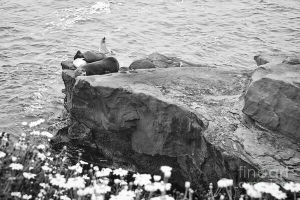 Black And White Poster featuring the photograph CALIFORNIA SEA LIONS Black and White La Jolla Shores San Diego by Sherry Curry