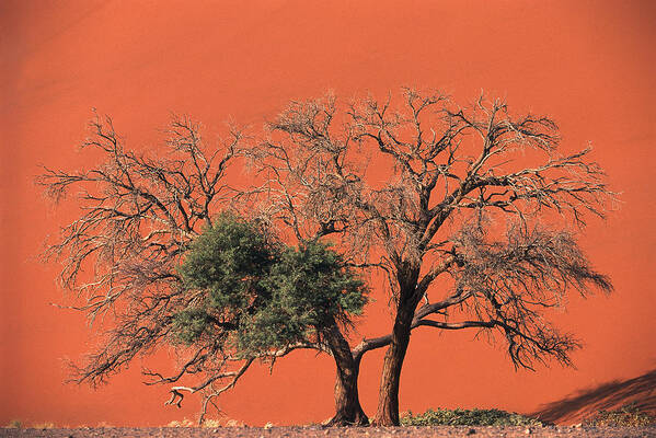Mp Poster featuring the photograph Camelthorn Acacia Acacia Erioloba Tree by Pete Oxford