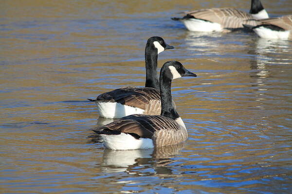 Canada Goose (branta Canadensis) Water Ripples Pair Two Geese Poster featuring the photograph Canada Geese by Henry Hemming
