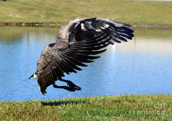 Birds Poster featuring the photograph Canada Goose Landing by Kathy Baccari