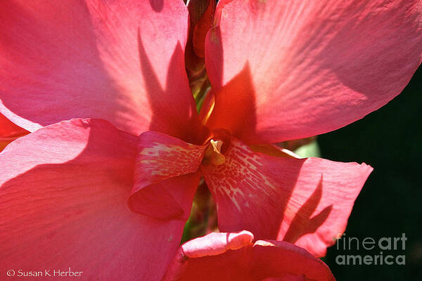 Outdoors Poster featuring the photograph Canna Lily Close Up by Susan Herber