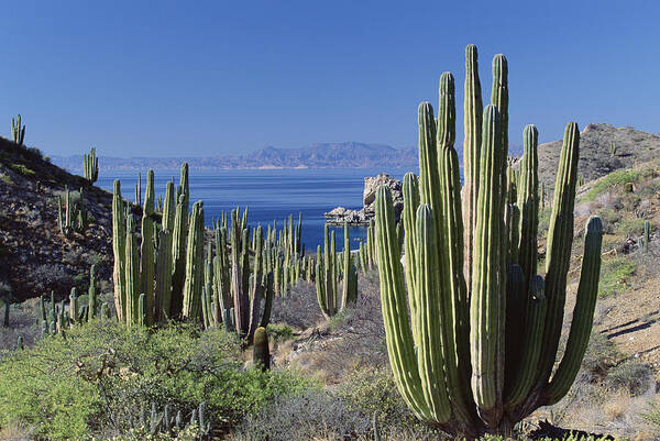 Mp Poster featuring the photograph Cardon Pachycereus Pringlei Cactus by Konrad Wothe