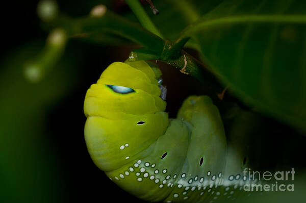 Catepiller Poster featuring the photograph Caterpillar by Venura Herath