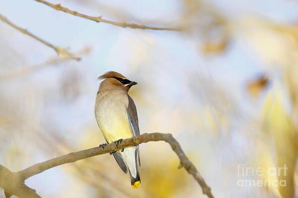 Cedar Waxing Poster featuring the photograph Cedar Waxwing on Yellow and Blue by Susan Gary