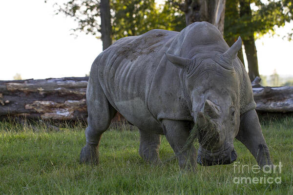 Clare Bambers Poster featuring the photograph Charging Rhino. by Clare Bambers