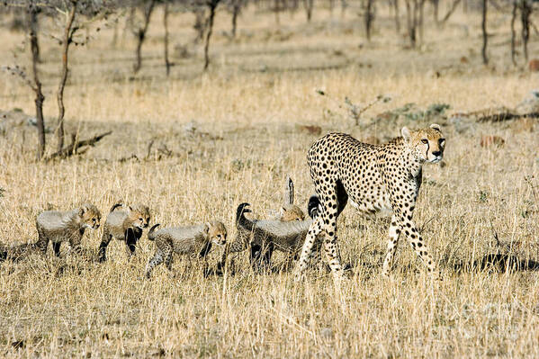 Animal Poster featuring the photograph Cheetah Mother And Cubs by Gregory G Dimijian MD
