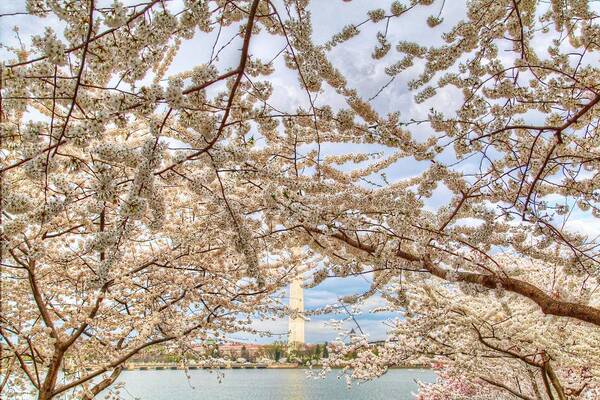 Metro Poster featuring the photograph Cherry Blossoms Washington DC 3 by Metro DC Photography