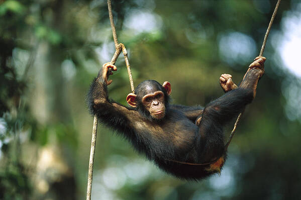 Mp Poster featuring the photograph Chimpanzee Pan Troglodytes Resting by Cyril Ruoso