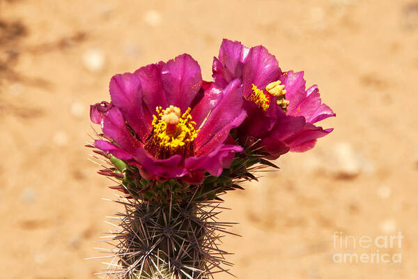 Flower Poster featuring the photograph Cholla Blooms by Bob and Nancy Kendrick