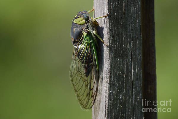 Insects Poster featuring the photograph Cicada by Randy Bodkins