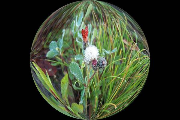 Dew Poster featuring the photograph Circle of Tiny Flowers in Dew by Dr Carolyn Reinhart