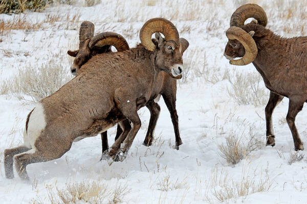 Bighorn Sheep Poster featuring the photograph Clash of the Titans I by Sandy Sisti