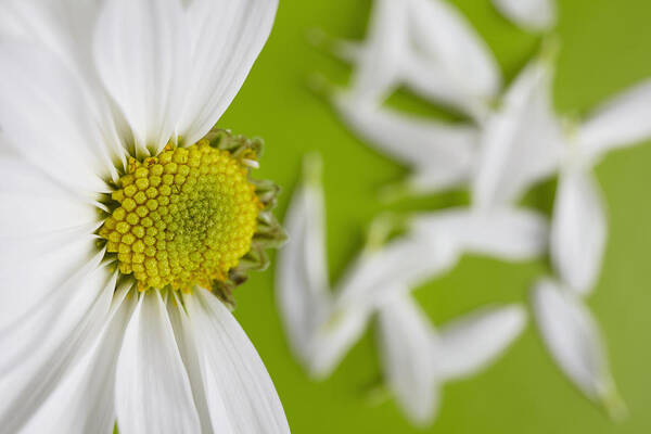 Horizontal Poster featuring the photograph Close-up View Of Daisy Flower Head On Green Background by David Engelhardt