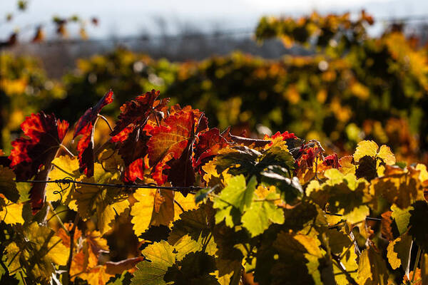 Autumn Poster featuring the photograph Colorful Autumn Vineyard by Dina Calvarese
