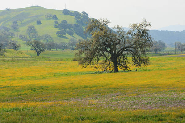 Craggy Poster featuring the photograph Colorful Blooming Meadow by Dina Calvarese