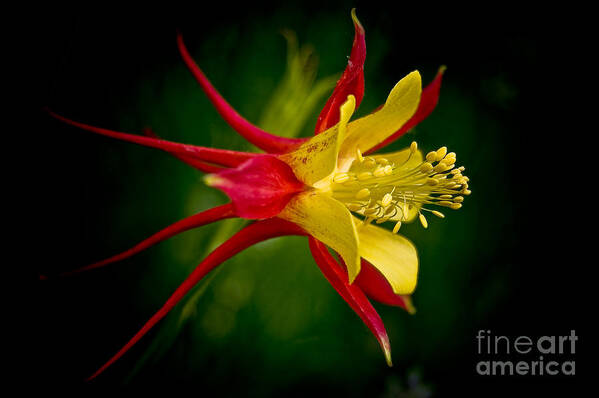 Floral Poster featuring the photograph Columbine by Larry Carr
