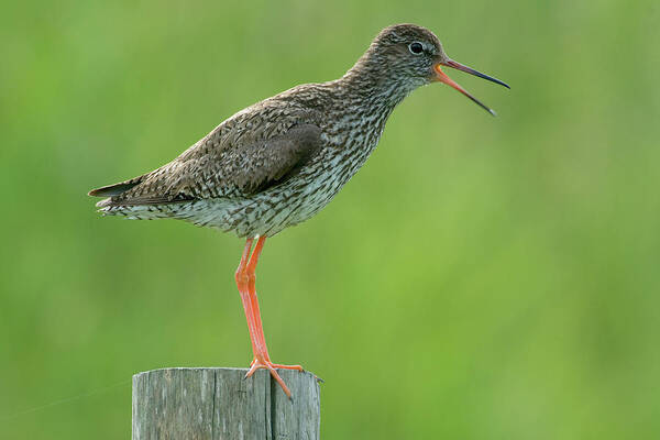 00286624 Poster featuring the photograph Common Redshank Calling by Do Van Dijck