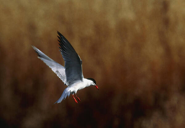 Common Tern Poster featuring the photograph Common Tern Flying by Andy Harmer