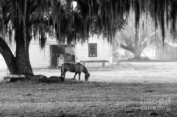 Horse Poster featuring the photograph Coosaw - Grazing Free by Scott Hansen