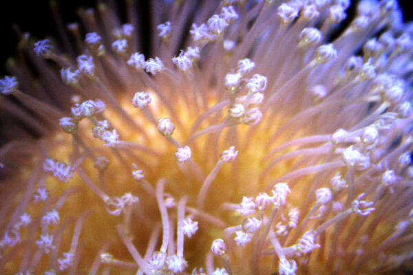 Waikiki Aquarium Poster featuring the photograph Coral 3 by Jennifer Bright Burr