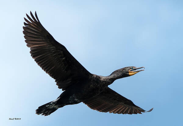 Cormorant Poster featuring the photograph Cormorant Flying Over Duck Lake by Stephen Johnson