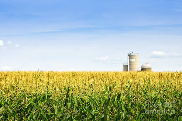 Agriculture Poster featuring the photograph Corn field with silos 2 by Elena Elisseeva