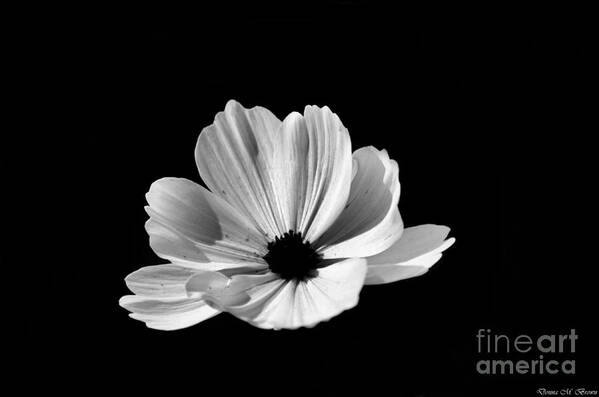 Flower Poster featuring the photograph Cosmo Black And White by Donna Brown