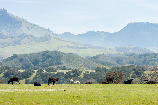 View Poster featuring the photograph Cows Enjoying The View by Dina Calvarese