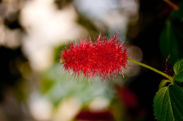 Bottle Brush Poster featuring the photograph Crimson Bottle Brush by Tikvah's Hope