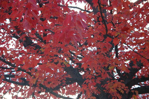 Fall Poster featuring the photograph Crimson Leaves by Michael Merry