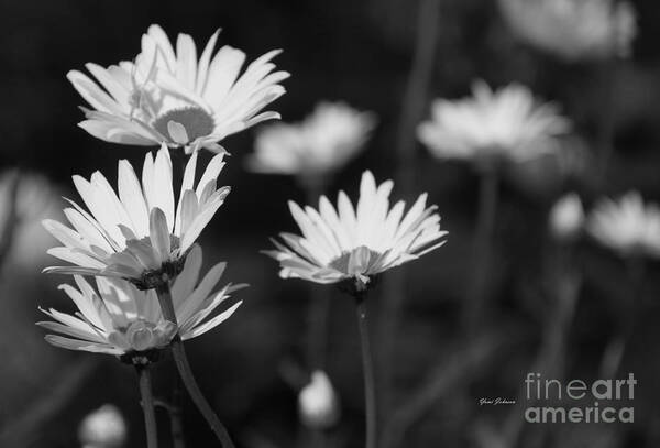 Daisy Poster featuring the photograph Daisy in black and white by Yumi Johnson