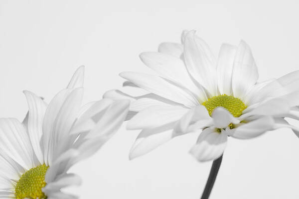 Daisy Poster featuring the photograph Daisy on White 2 by Al Hurley