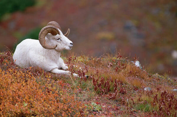 Mp Poster featuring the photograph Dalls Sheep Ovis Dalli Male Resting by Michael Quinton