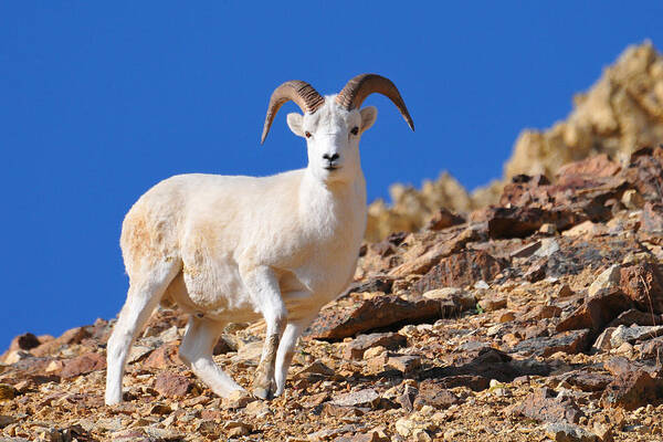 Dall's Sheep Poster featuring the photograph Dall's Sheepish Stare by Alan Lenk